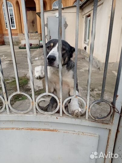 Собачка ищет новых хозяев