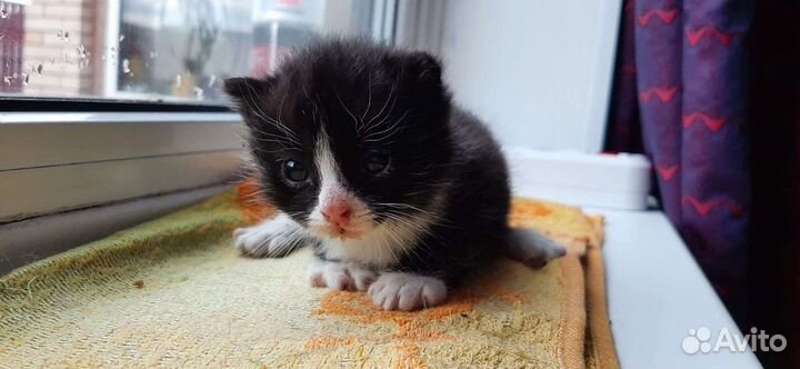 Котенок мальчик в добрые руки (1мес)