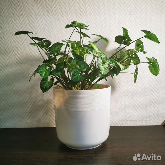 Сингониум ножколистный