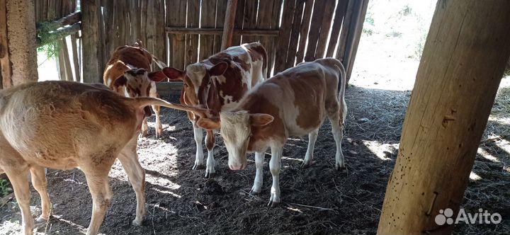 Продаются телята