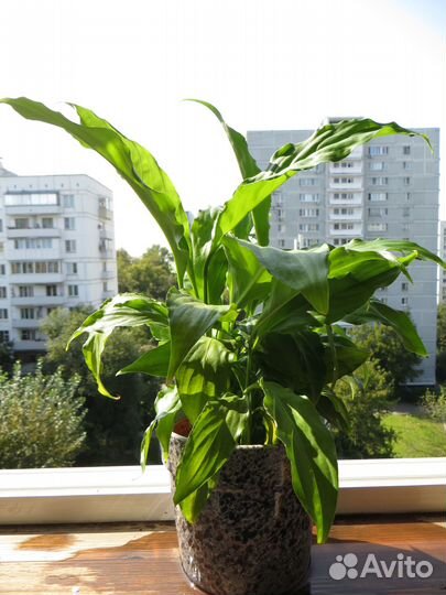 Спaтифиллум - Жeнскоe счaстье. и Мужское счастье