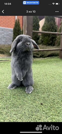 Кролик вислоухий NHD mini-lop
