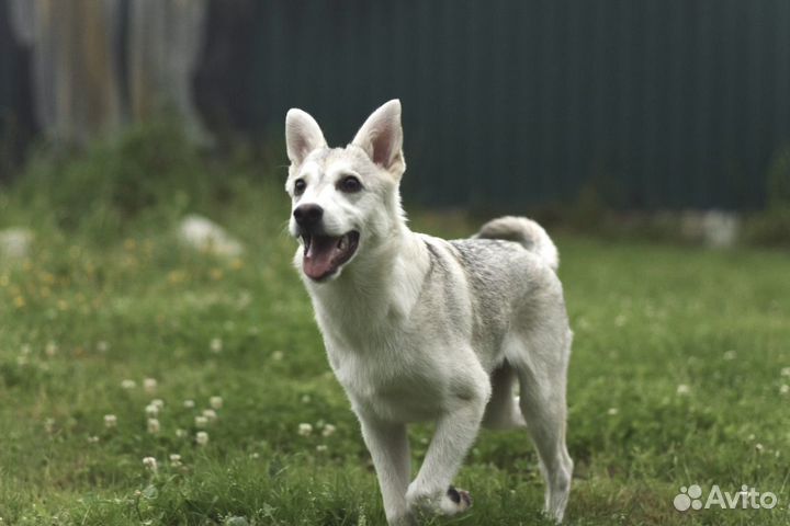 Лютоволк - белый щенок, метис хаски в добрые руки