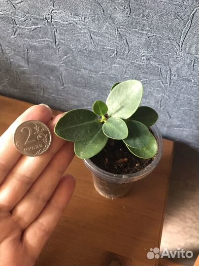 Фикусы разные сорта