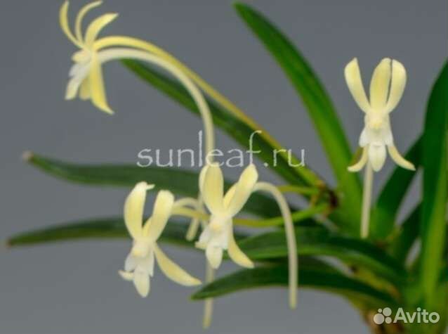 Neofinetia falcata Zuiun