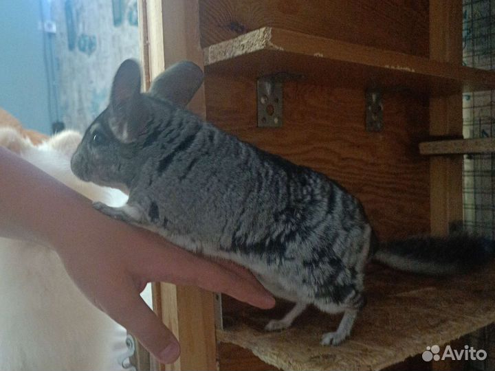 Шиншилла вязка