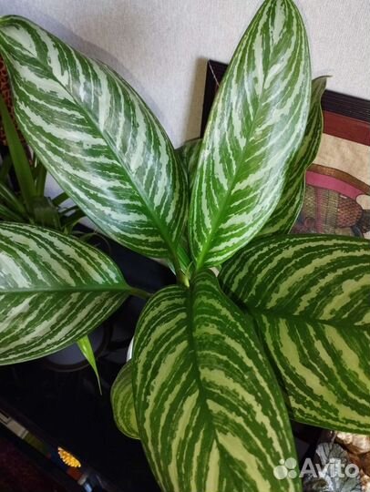 Строманта триколор