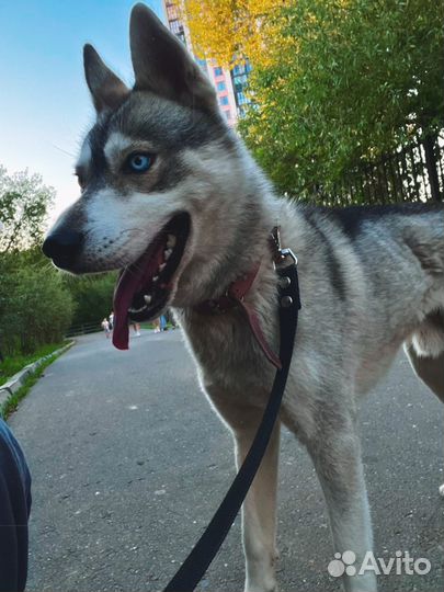 Сибирский хаски