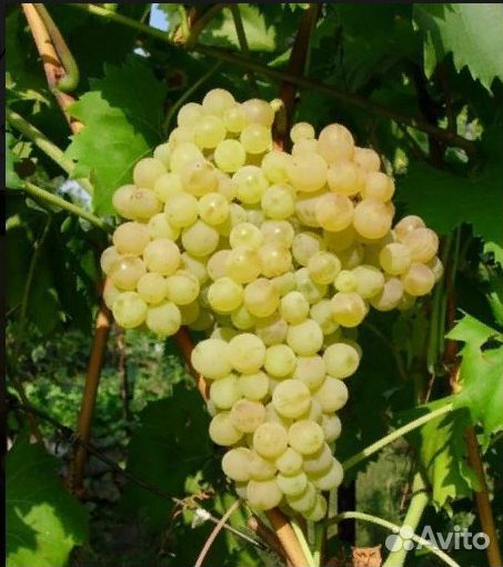 Виноград плодовый (саженцы с зкс) в ассортименте