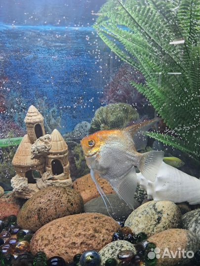 Аквариум с рыбками