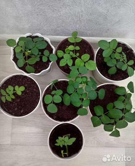 Роза комнатная