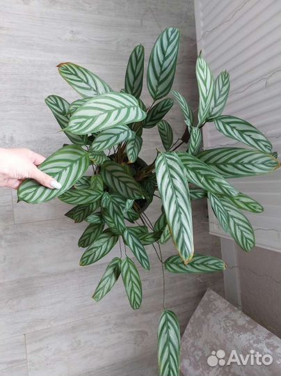 Кашпо Ктенанта