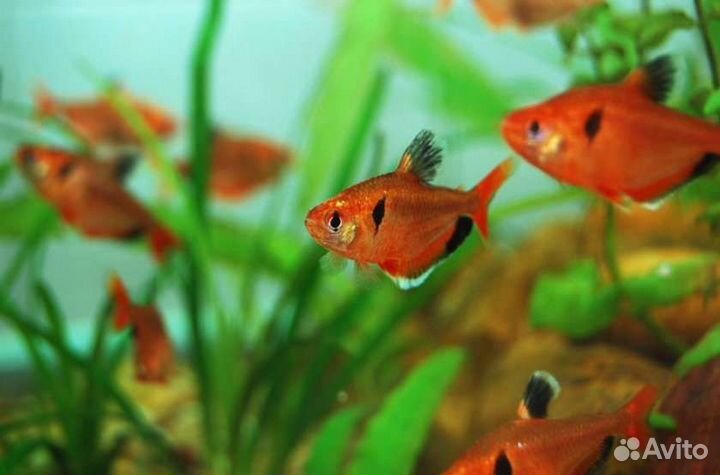 Аквариумные рыбки
