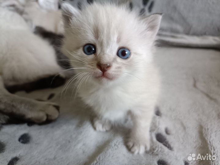 Котята в добрые руки