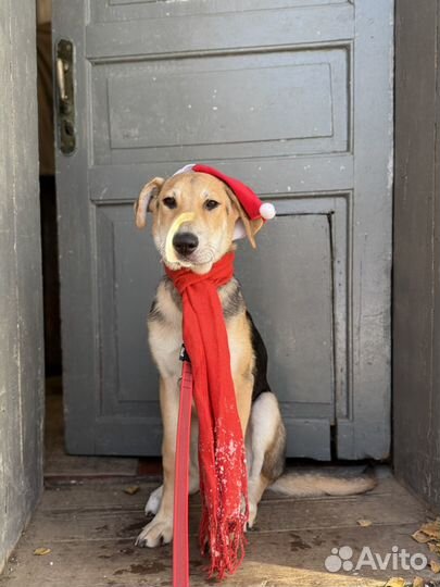 Особенный щенок подросток