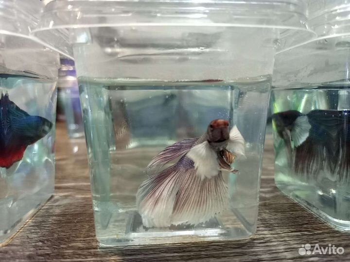 Рыбки петушки в ассортименте магазина