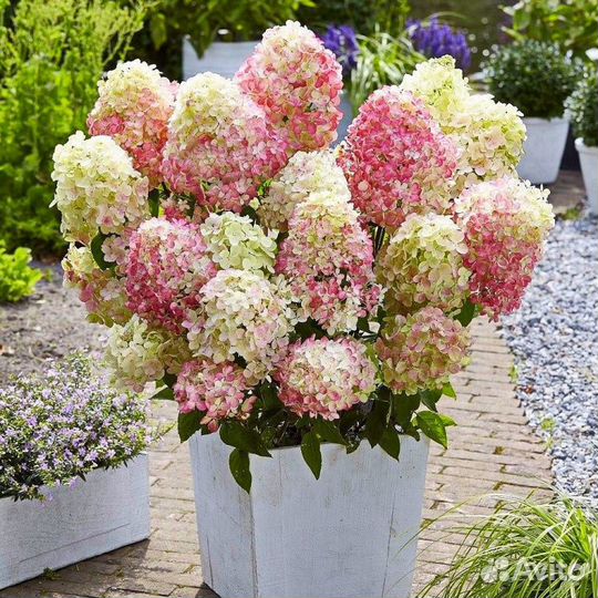Гортензия метельчатая Little Love и Pinky Promis