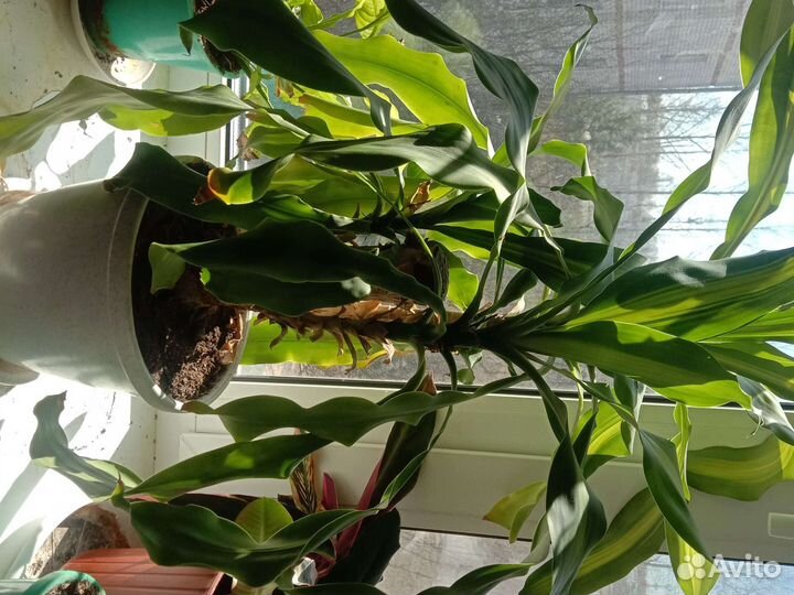 Цветы разные комнатные