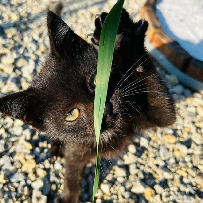 Черный котенок мальчик