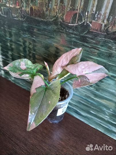 Сингониумы сортовые