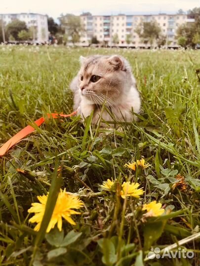Кошка вислоухая