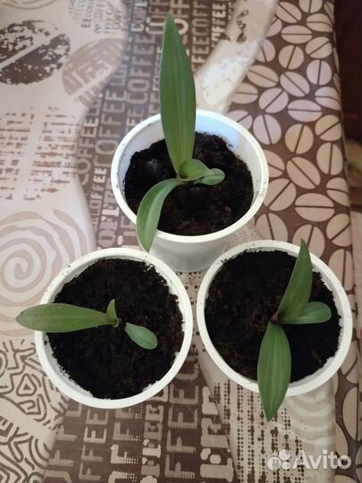 Традесканция рео