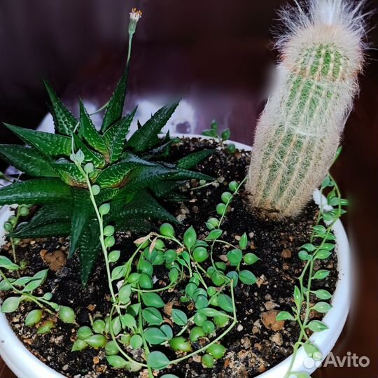 Садик из суккулентов