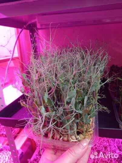 Микрозелень