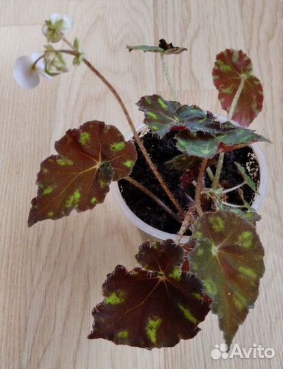 Бегония тигровая