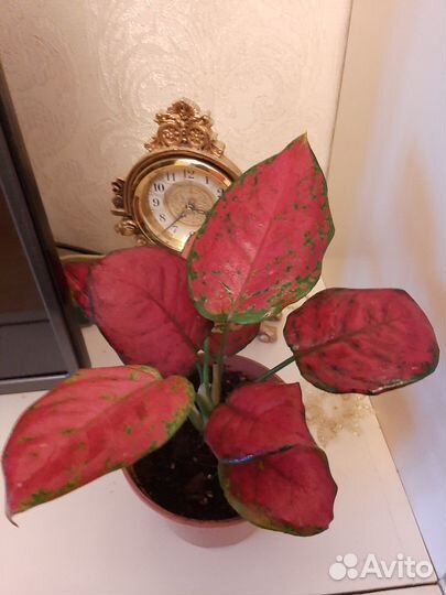 Аглаонема черри стар