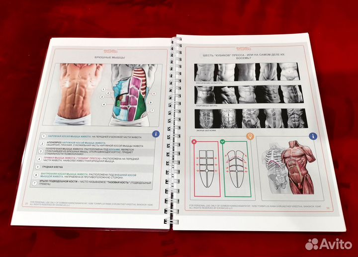 Анатомия для скульпторов