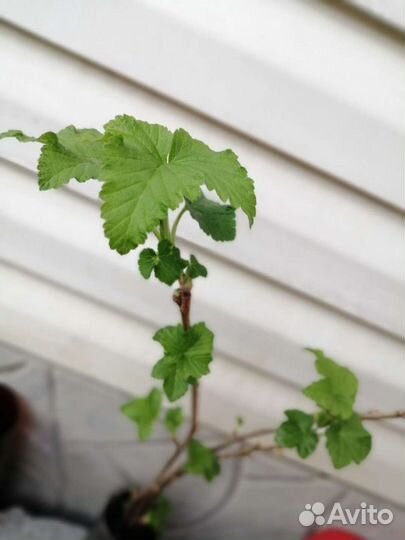 Саженцы плодовые мушмула смородина виноград розмар