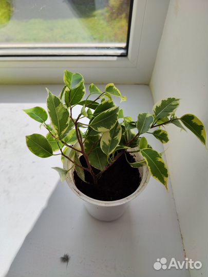 Фикус бенджамина