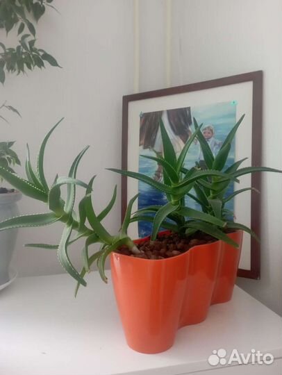 Алоэ лечебный