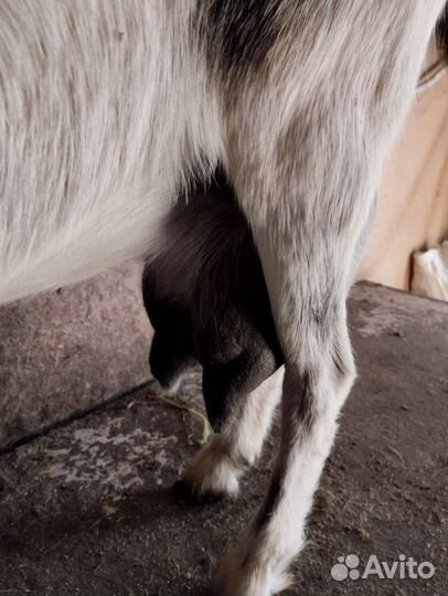 Коза дойная