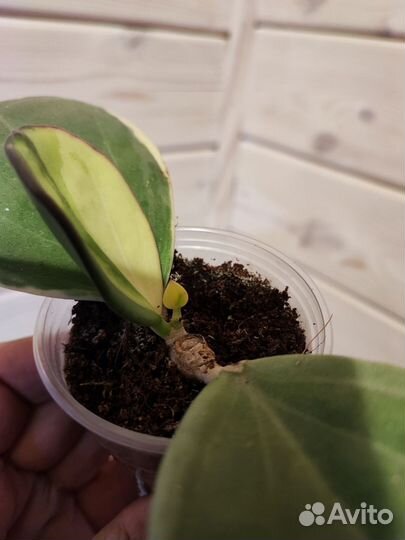 Хойя Pachyclada albo,caudata silver