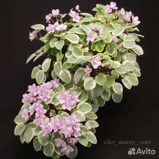 Фиалки химеры