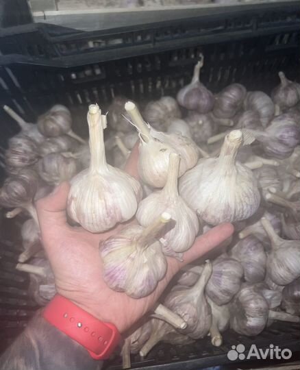 Домашний чеснок на посадку и еду