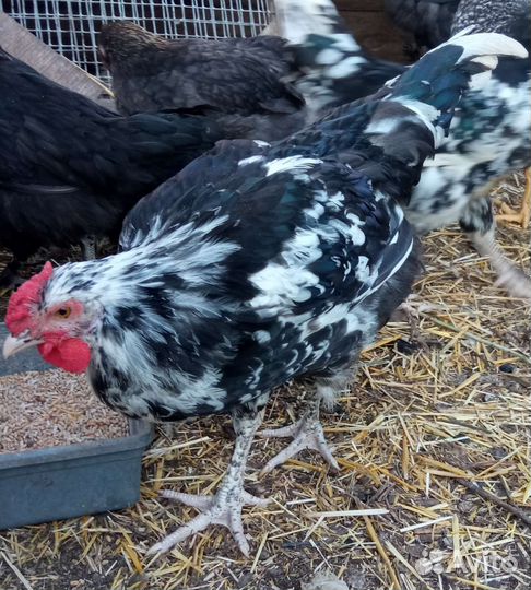 Петухи породы Австралорп черно-пестрый