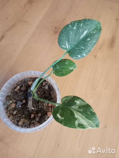 Монстера Тайское созвездие