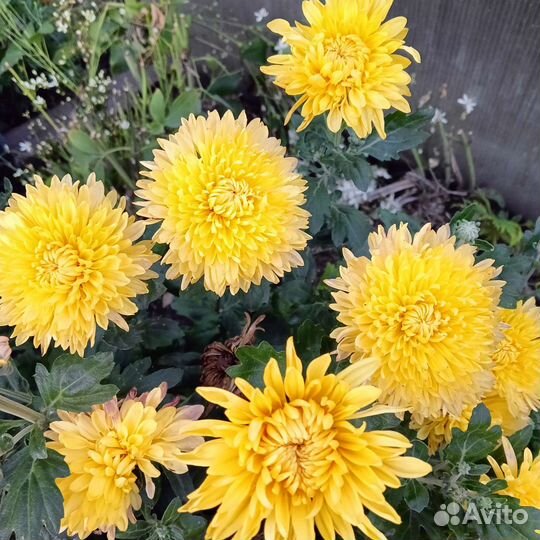 Букет хризантем