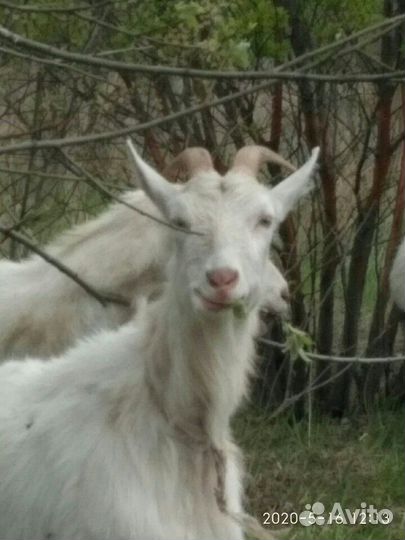 Молоко и молочные продукты