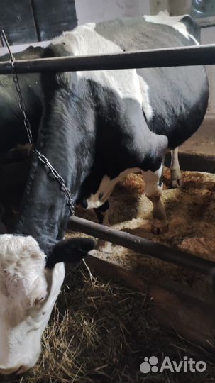 Корова на мясо