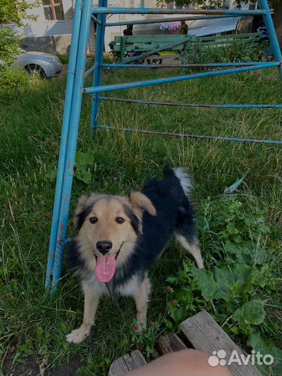 Собака в добрые руки отдам бесплатно