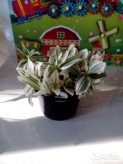 Традисканция Аlbiflora(детки)