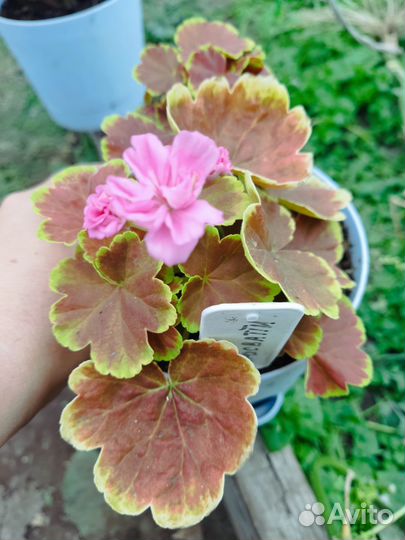 Пеларгонии сортовые