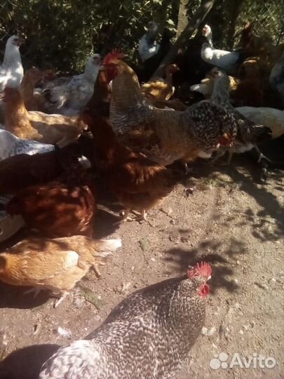 Инкубационное яйцо куриное