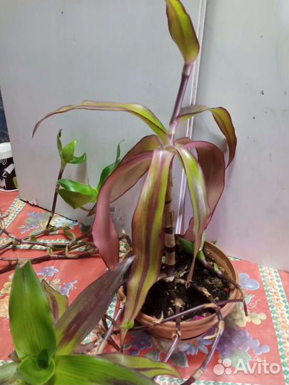 Цветок золотой ус