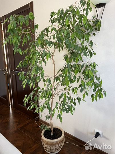 Бенджамина фикус цветок