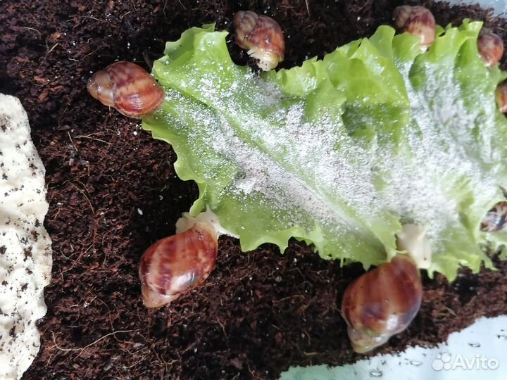 Улитка архахатина бенин